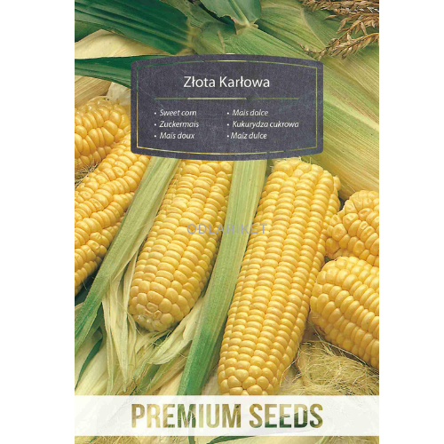 Sødmajs - Golden Dwarf - 100 frø -