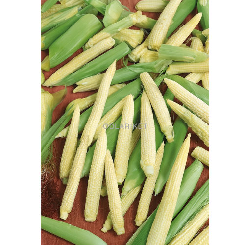 Minimajs - Minigold - 30 frön