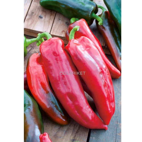 Spansk peber - Corno di Toro Rosso - 42 frø