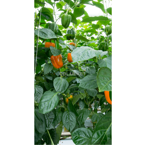 Paprika - Kubista F1 - 26 frön