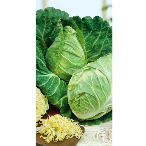 White cabbage - Conehead - 200 seeds