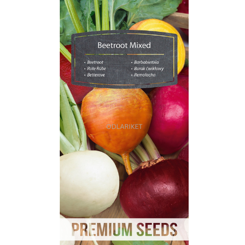 Rødbeder – Blanding af farverige sorter