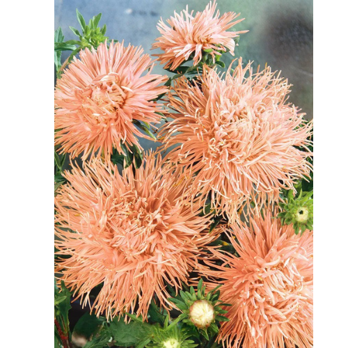 Aster - Salmon
