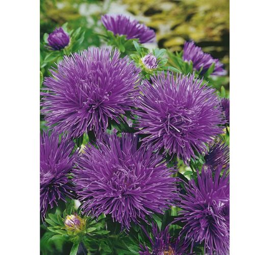 Aster - Purple