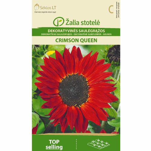 Sunflower - Crimson Queen