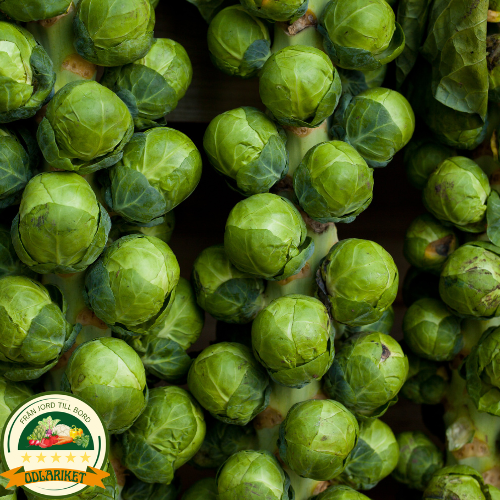 Brysselkål – Casiopea - 640 frön