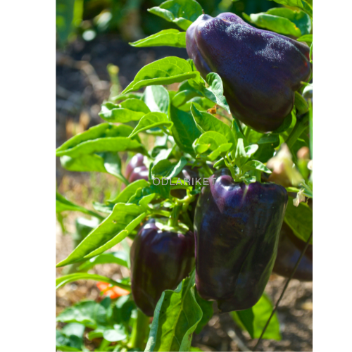 Paprika - Loran - 39 frön