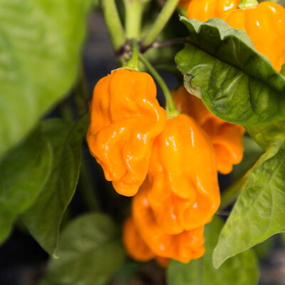 Ekologisk Chili ’Numex Suave Orange’ – Mild habanero med fruktig sötma