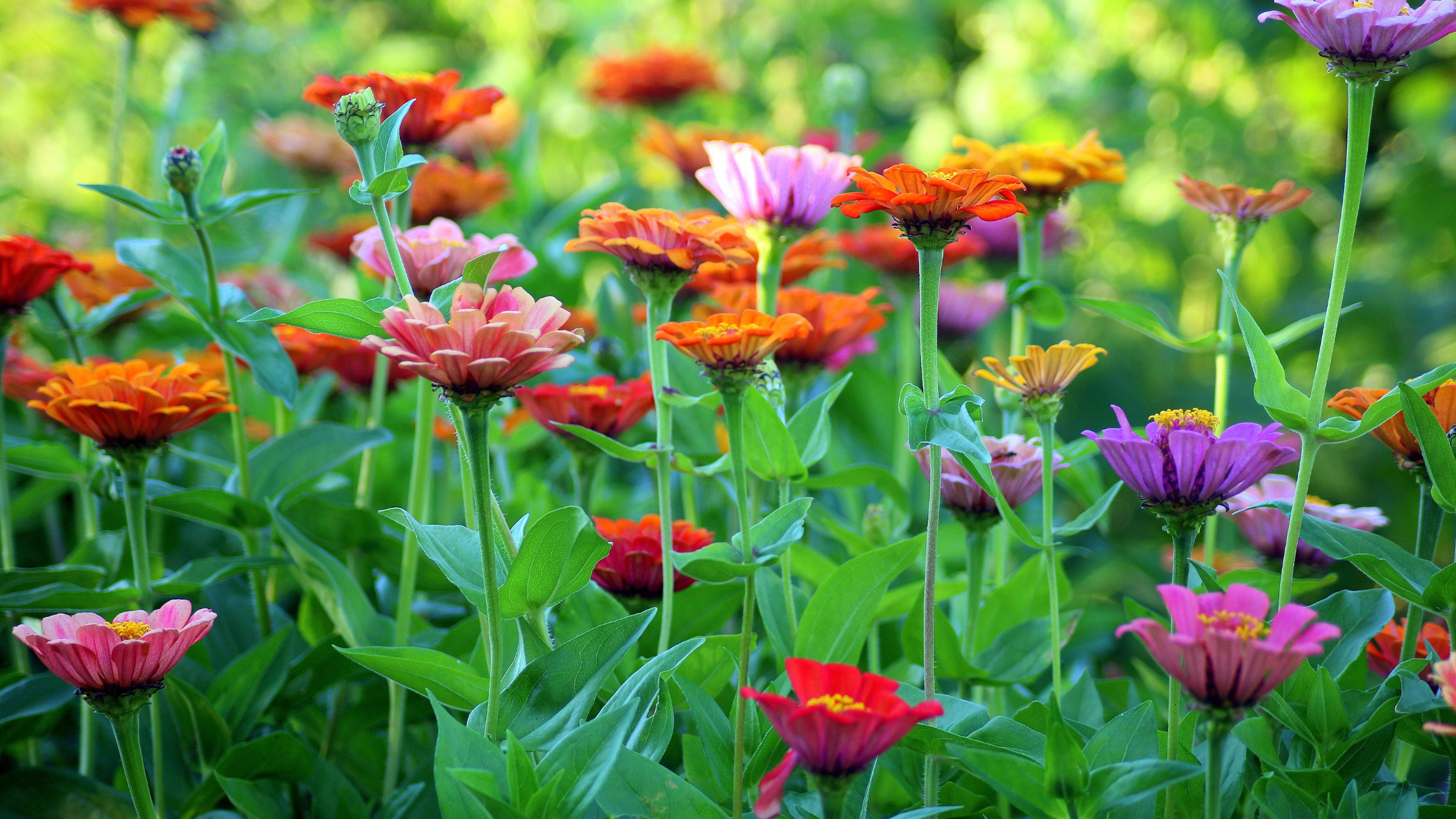 BLOMFRÖER