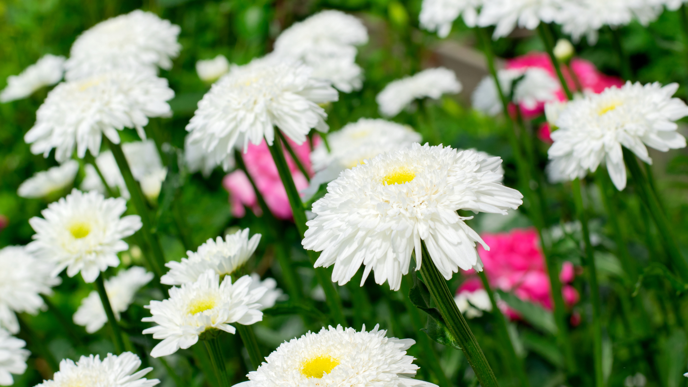 ASTER