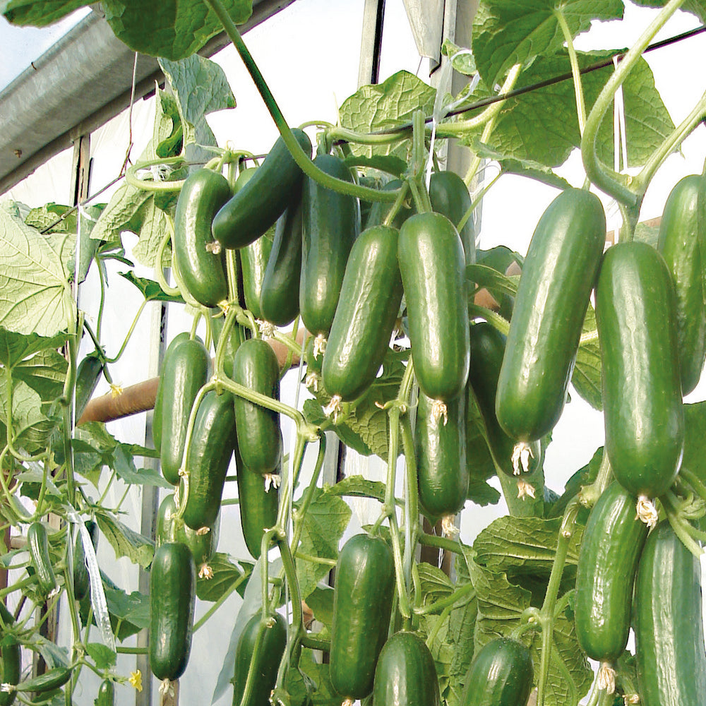 Mini cucumber &