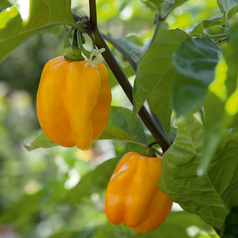 Chilli plant Habanero &