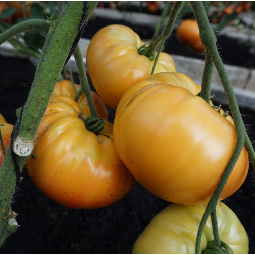 Tomato - Buffalosun H