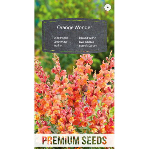 Lejongap - Orange Wonder