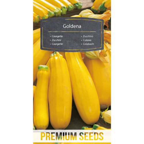 Squash - Goldena
