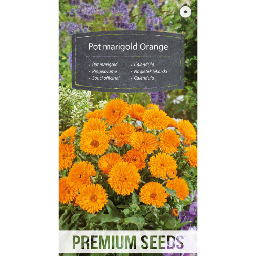 Ringblomma Orange