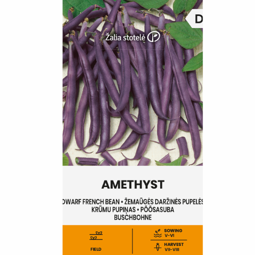 Dwarf bean - Amethyst