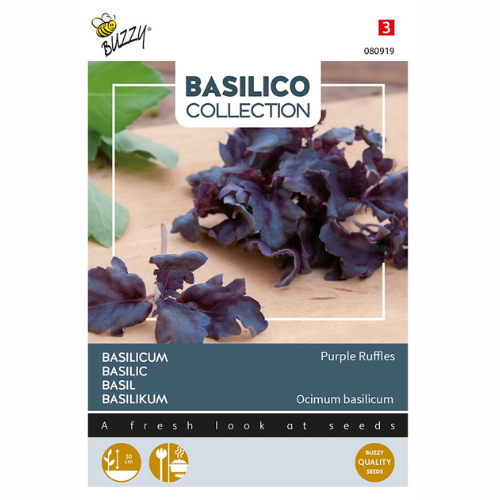 Basil - Purple Ruffles