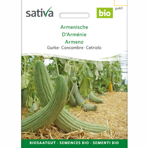 Cucumber – Armenian
