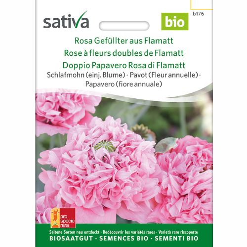Double-flowered Pink Poppy from Flamatt
