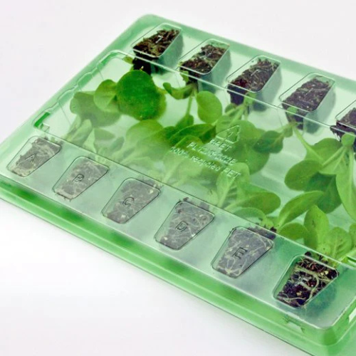 Grönkål – Mini plugplantor (12-pack)