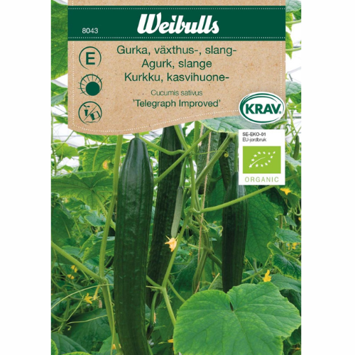 Cucumber - Telegraph improved 