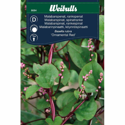 Malabarspenat / Rankspenat – Ornamental Red