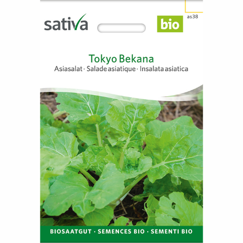 Tokyo Bekana – Asian leafy vegetable