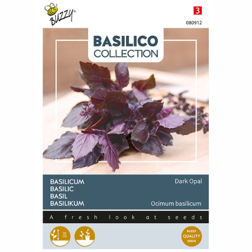 Basilika &