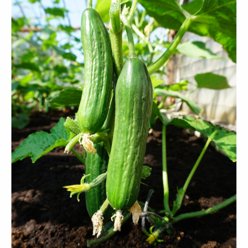 Cucumber - Mini salad cucumber &