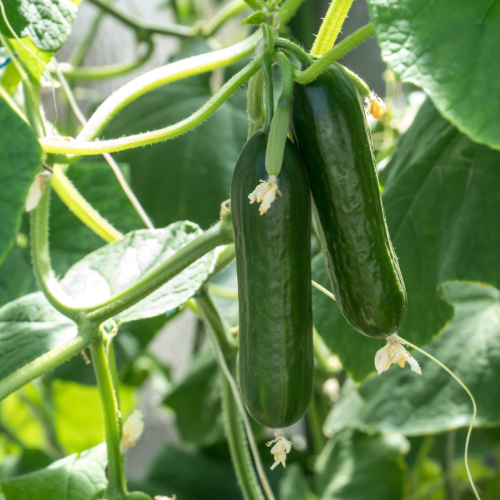 Mini cucumber picolino f1