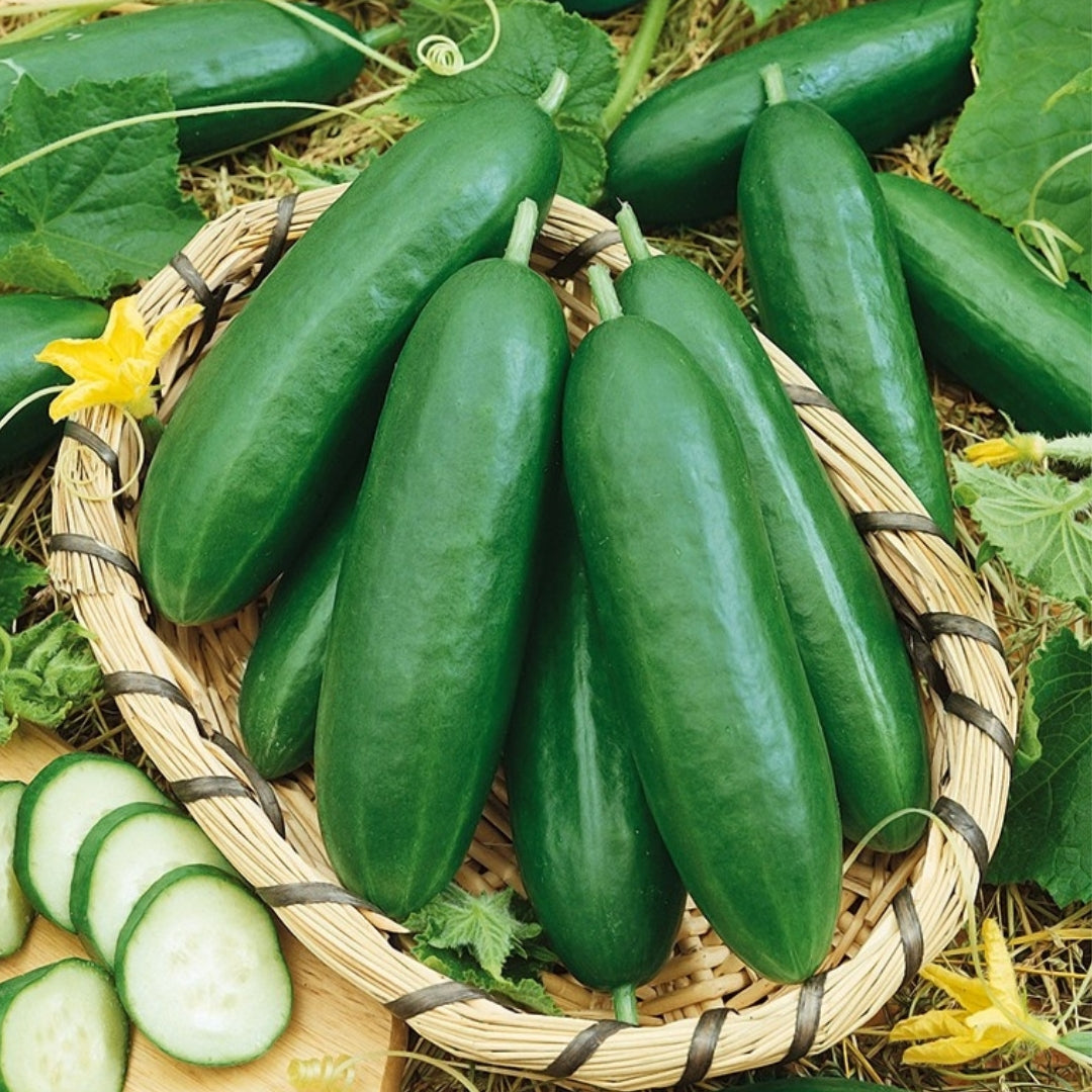 Cucumber &