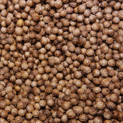 Ekologisk Koriander ’Kanchanaburi’