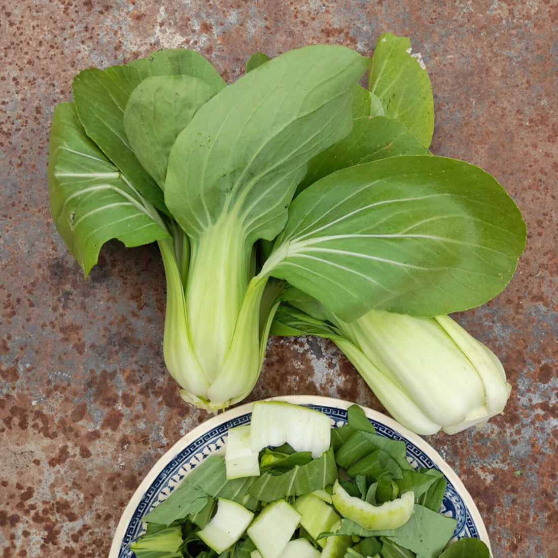 Ekologisk Pak choi - Shanghai