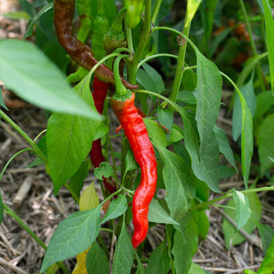 Ekologisk Paprika/Chili ’Fushimi’ – Mild japansk peppar