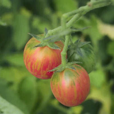 Ekologisk Tomat ’Pink Bumble Bee’ – Tidig körsbärstomat