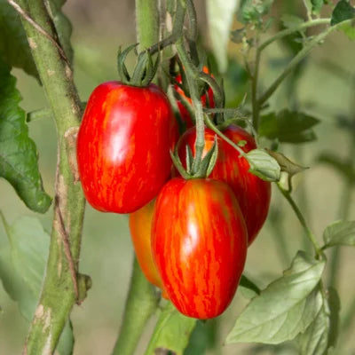 Ekologisk Tomat ’Tonnelet’